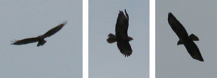 peregrine falcon silhouette